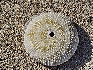 Skeleton of a sea urchin