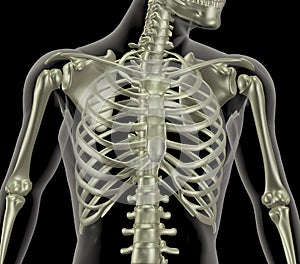 Skeleton showing close up of rib cage