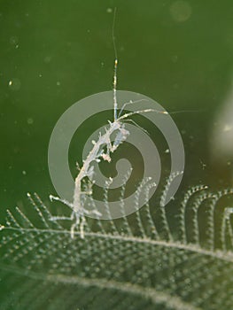 Skeleton shrimp, Pseudoprotella phasma. Loch Linnhe, Diving, Scottish West Coast