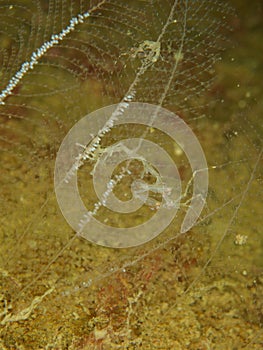 Skeleton shrimp, Pseudoprotella phasma. Loch Linnhe, Diving, Scottish West Coast