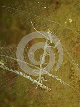 Skeleton shrimp, Pseudoprotella phasma. Loch Linnhe, Diving, Scottish West Coast photo