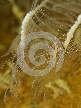 Skeleton shrimp, Pseudoprotella phasma. Loch Linnhe, Diving, Scottish West Coast photo