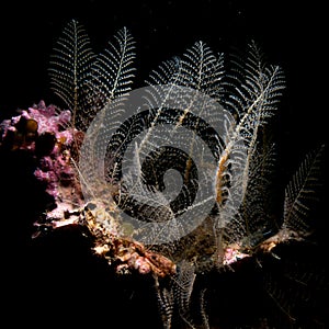 Skeleton shrimp, Pseudoprotella phasma. och Creran, Diving, Scotland