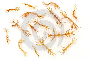 Skeleton shrimps