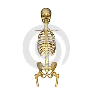 Skeleton:Skull,Ribs,Backbone and Hip bone