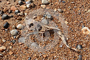 Skeleton of a smooth dogfish on a shingle beach