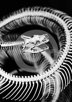 Skeleton of snake