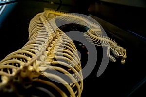 The skeleton of snake in the black background