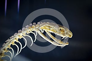 Skeleton of snake