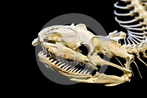 Skeleton of snake