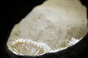 Skeleton of a snake