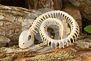 Skeleton Snake  in wood pile. Concept of scary creatures for Halloween