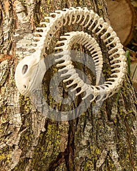 Skeleton Snake in wood pile. Concept of scary creatures for Halloween