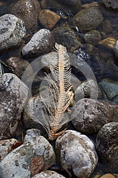 Skeleton of Spawned Pacific Sockeye Salmon in Adams River