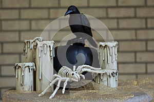 Skeleton spider in Halloween decorations
