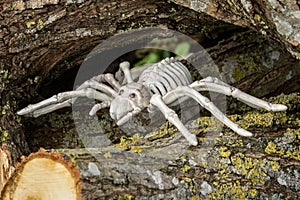 Skeleton Spider with red eyes in wood pile. Concept of scary creatures for Halloween