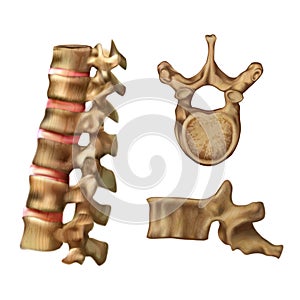 Skeleton Spine Structure of the 6th vertebra