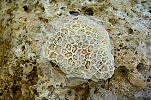 Skeleton of a stony coral on the beach, Liuqiu, Taiwan