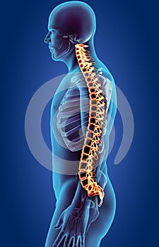 Skeleton system - X-ray human spine.