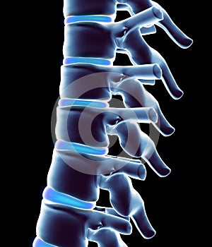 Skeleton system - X-ray human spine.