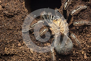 Skeleton tarantula