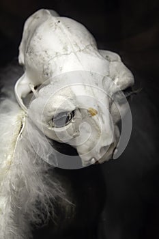 Skeleton of terror animal