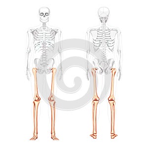 Skeleton Thighs and legs lower limb Human front back view with partly transparent bones position. Fibula, tibia, foot