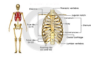 Skeleton of thorax photo