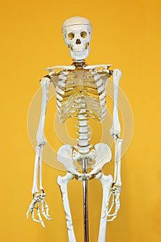 Skeleton. The totality of the bones of the human body. photo