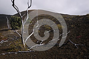 Skeleton Trees, Lava Field, Hawaii