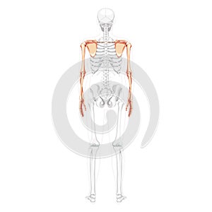 Skeleton upper limb Arms with Shoulder girdle Human back view with partly transparent bones position. Hands realistic