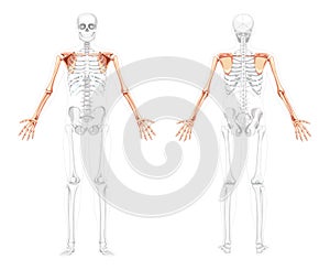 Skeleton upper limb Arms with Shoulder girdle Human front back view with two arm poses with partly transparent bones
