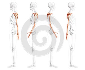 Skeleton upper limb Arms with Shoulder girdle Human side view with partly transparent bones position. Set of hands