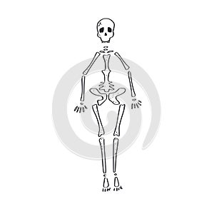 Skeleton. vector hand drawn cartoon doodle character