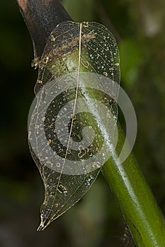 Skeleton of a weathered leaf