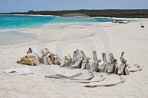 The whale skeleton on Gardner Bay, Isla EspaÃÂ±ola, in the Galapagos Islands photo