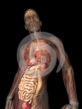 Skeleton X-Ray - Internal Organs