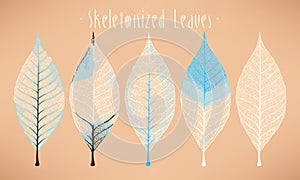 Skeletonized leaves collection