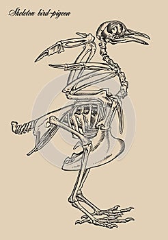 Skeletons birds-pigeon