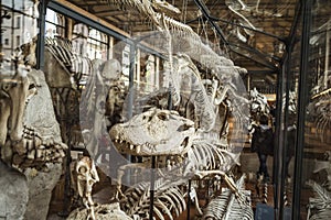 Skeletons in paleonthology gallery in Paris natural history museum, France