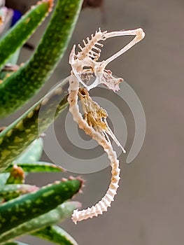 Skeliton or leftover bones of Lizard