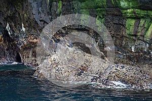 Skellig Michael  seals