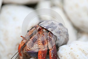 Skeptical Hermit Crab