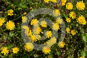 Skerda roofing, Crepis testorum L. Weed, a wildflower, is used in folk medicine