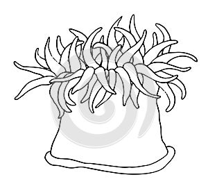 sketch anemone coral polyp. a marine reef polyp drawn in sketch style, side view isolated black outline on white for a