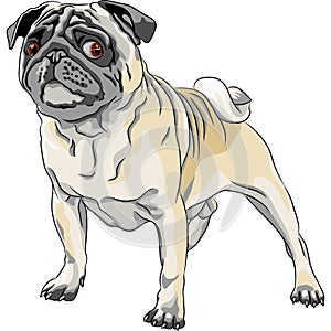 Sketch angry dog pug breed