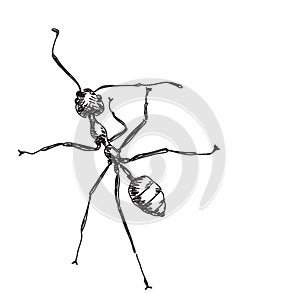 Sketch of ant