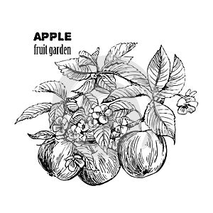 Sketch of apple