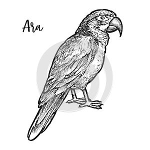 Sketch of ara parrot, hand drawn neotropical bird