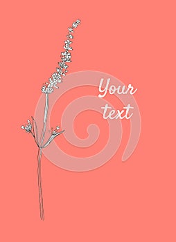 Sketch beautiful branch lavender illustration on living coral background. Line art